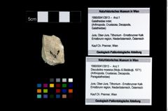 Foto (Objekt + Etikett) von Discutiolira moesica (Muţiu & Bădăluţă, 1971)  (NHMW-GEO-1990-0041-3913)